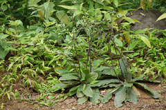 Elephantopus scaber